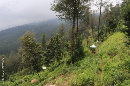 pine fores in the mountain