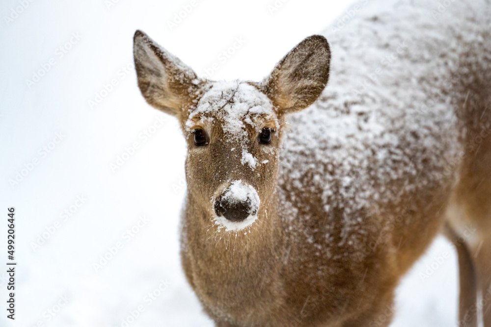 Close-up of a white-tailed deer covered in snow Close-up of a white-tailed deer covered in snow