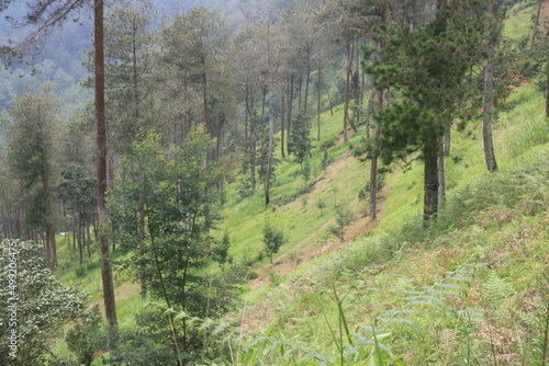 pine fores in the mountain