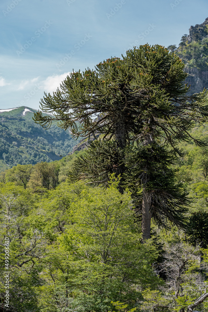 Close-up view of a monkey-puzzle tree with mountain in the background, Chile