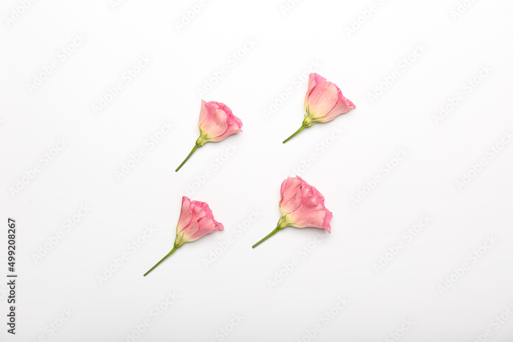 Beautiful eustoma flowers isolated on white background