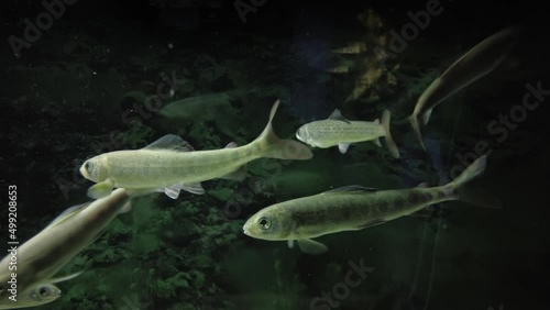 Baikal minnow fish is swimming underwater. Fish living in lake Baikal in clear water, 4k