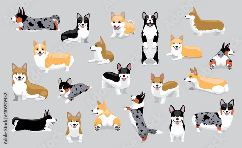 Dog Pembroke Welsh Corgi Various Coats Twenty Poses Cartoon Vector Illustration