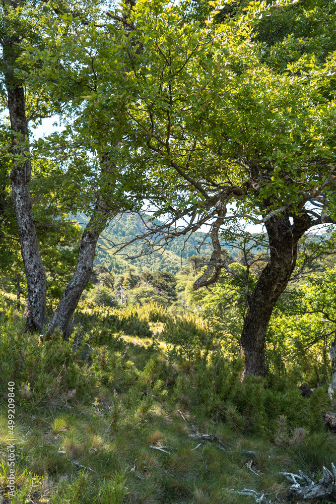 Fototapeta premium Green meadow with arching trees and mountains in the background, Chile