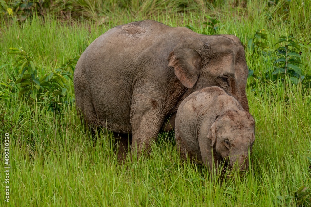 Fototapeta premium female Asian elephant gathered the crowd out to play in the soil