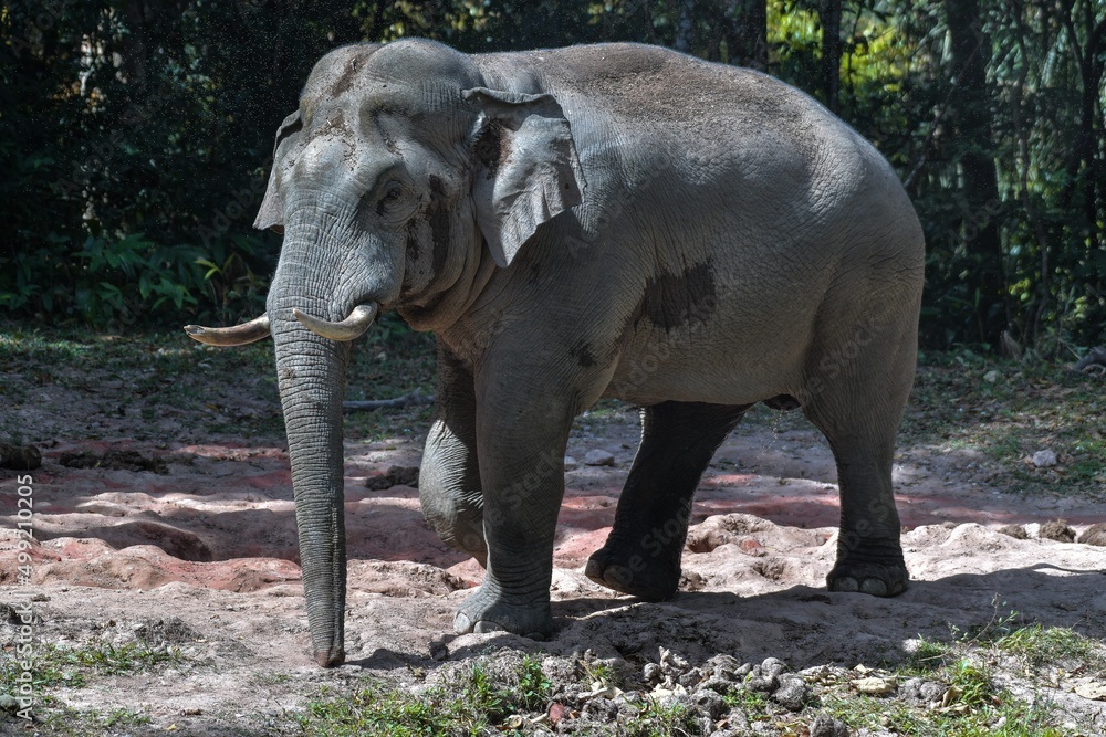 Male Asian elephant gathered the crowd out to play in the soil