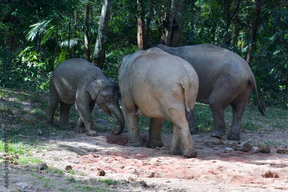 Naklejka premium female Asian elephant gathered the crowd out to play in the soil