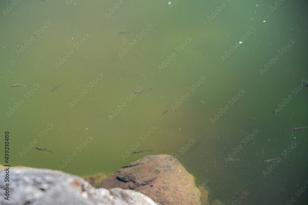 Small fish swimming in turquoise water Small fish swimming in turquoise water
