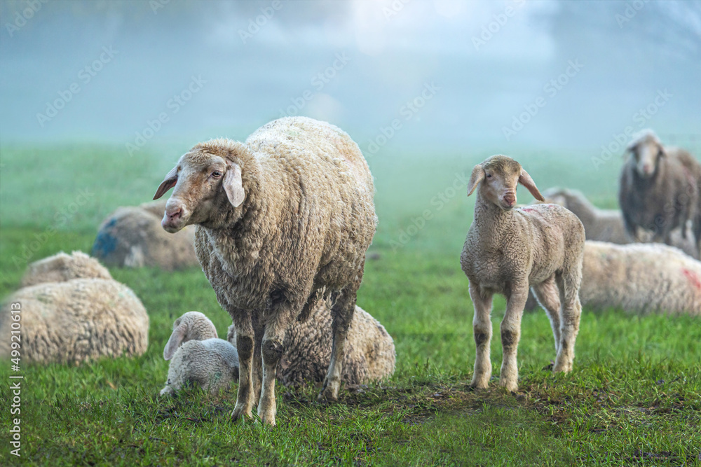 Fototapeta premium A flock of sheep at preservation of the countryside during a foggy morning in early spring
