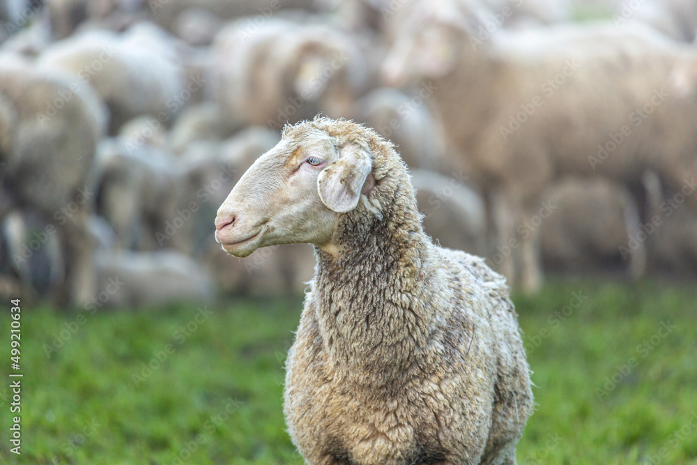 A flock of sheep at preservation of the countryside during a foggy morning in early spring A flock of sheep at preservation of the countryside during a foggy morning in early spring