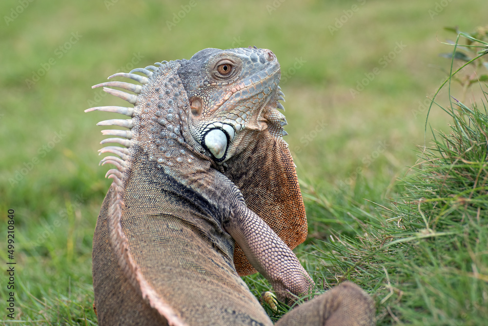 Fototapeta premium Big green iguana on the grass