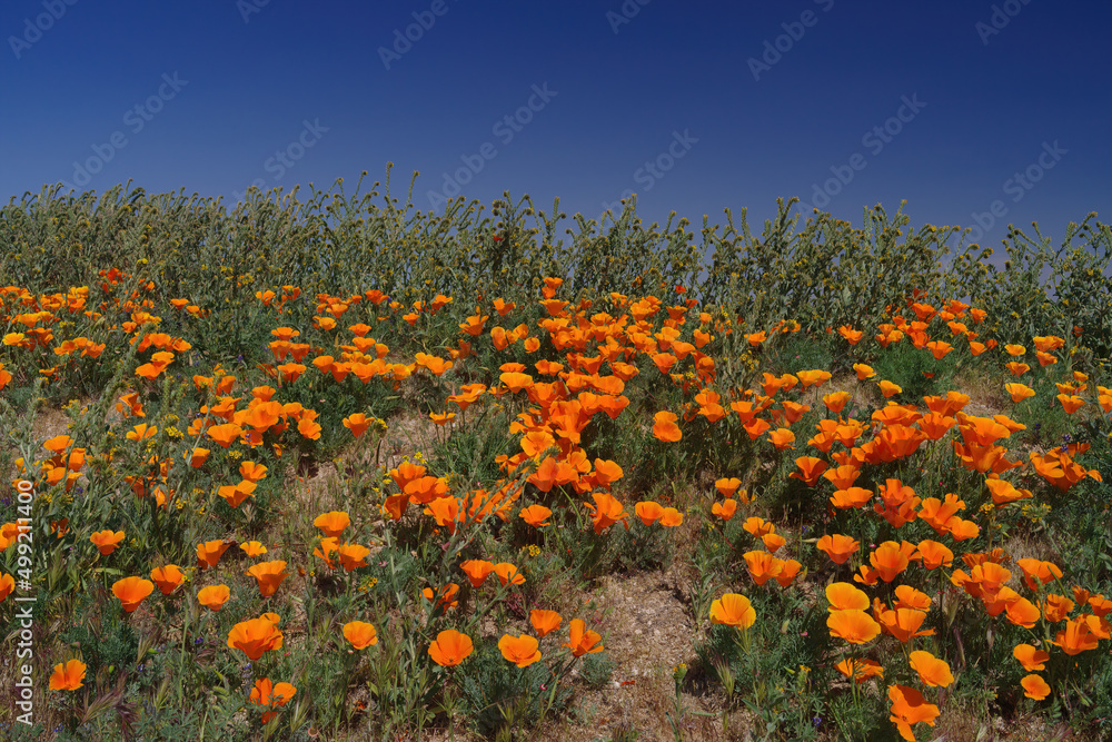 California Golden Poppy in the Mojave Desert background against a deep blue sky.