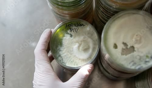 petri dishes with agar. Microbiology and mycelium