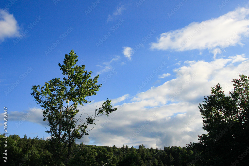 Obraz premium 緑の森と青空