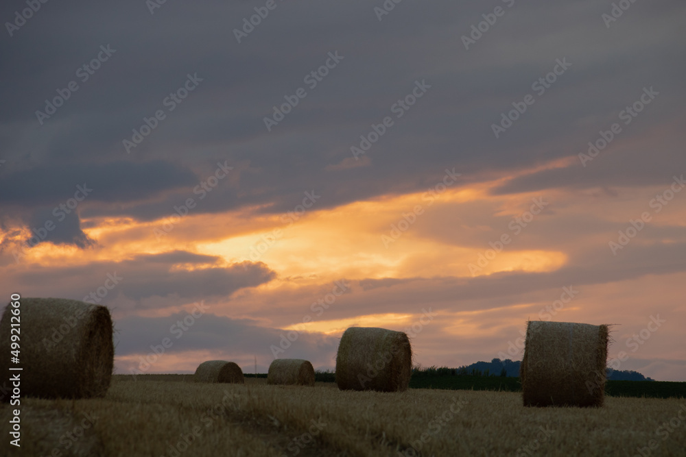 夕暮れの収穫後の丘と麦ロール
