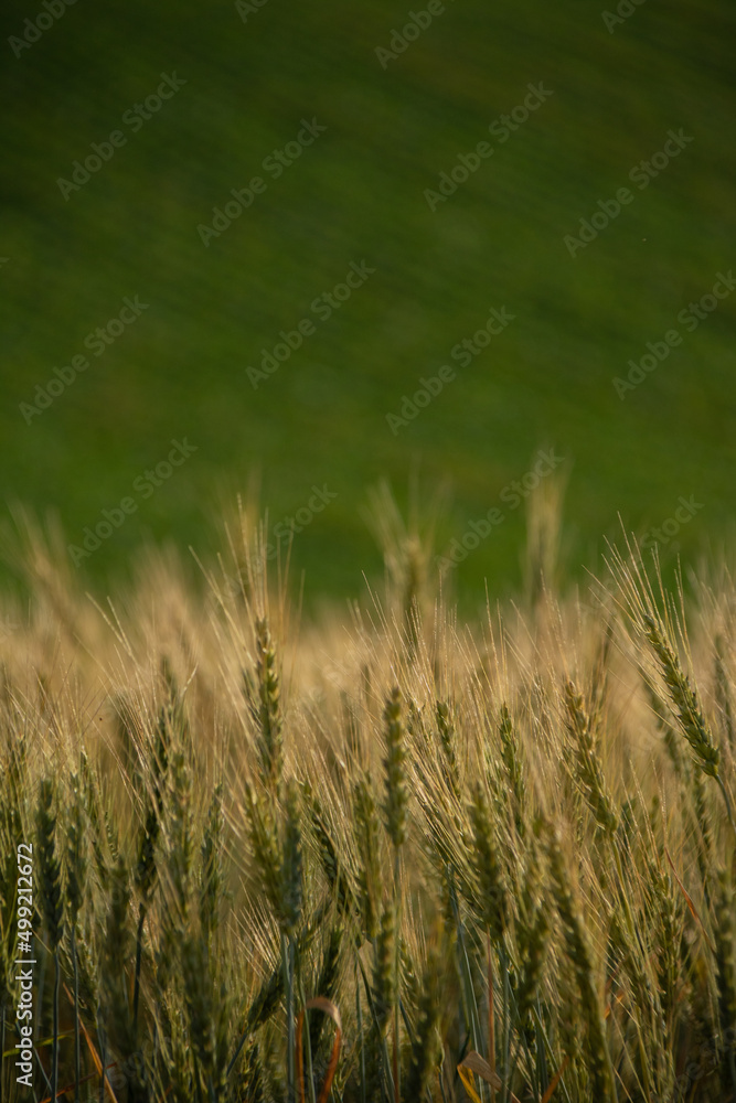 麦の穂
