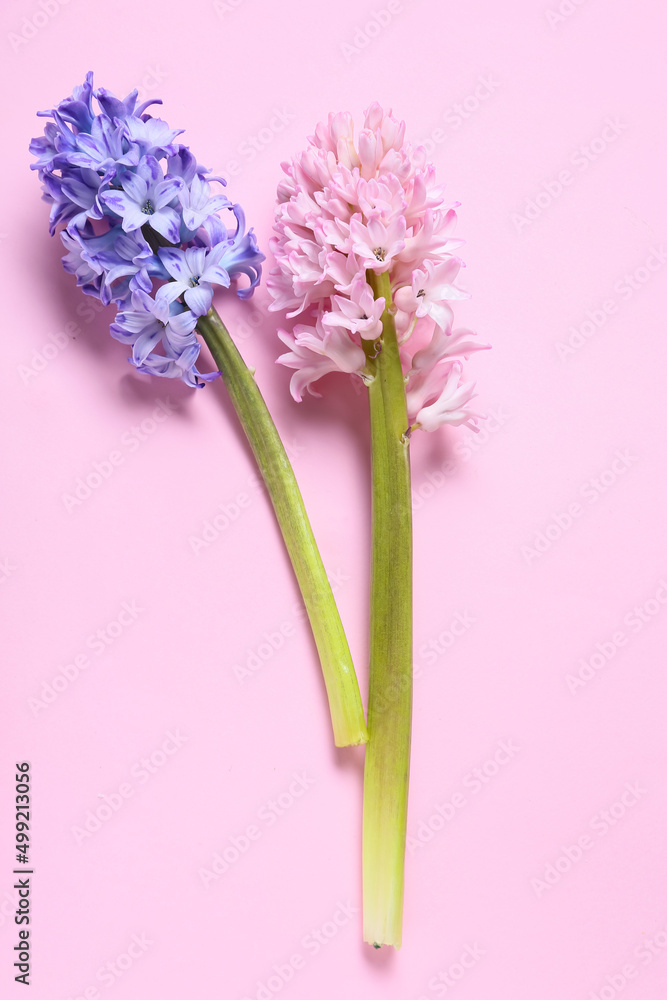 Fototapeta premium Beautiful hyacinth flowers on pink background