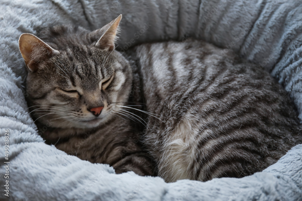 Cute striped cat sleeping in pet bed
