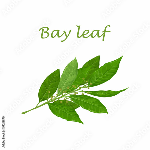 Bay leaf. Green laurel leaves. A fragrant medicinal plant for seasoning. Vector illustration isolated on a white background