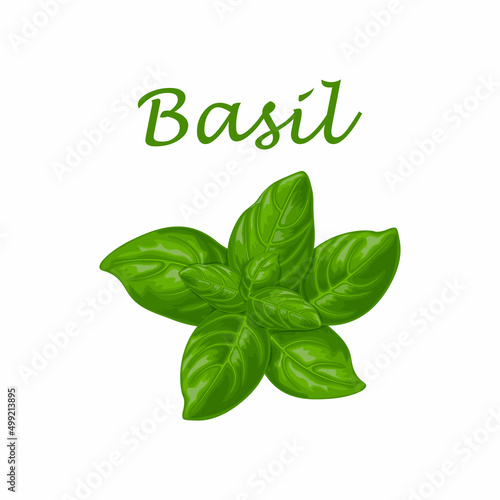 Basil. Green basil leaves. A fragrant plant for seasoning. Vector illustration isolated on a white background