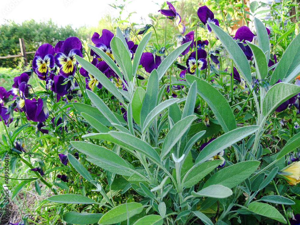 Obraz premium Sage and pansies grow in the garden, banner. Green herbal sage leaves, close up. Floral background.