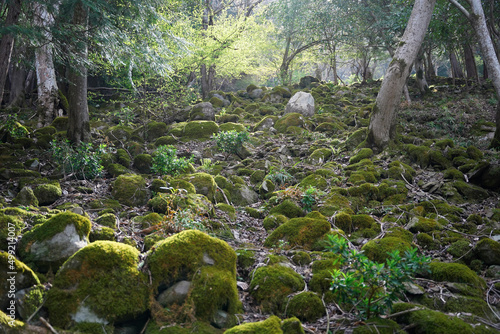 苔むしたたくさんの丸い岩に朝日が当たる