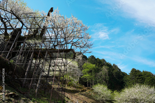 樽見の大桜を青空をバックに下から見上げる