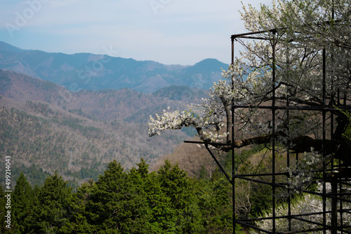 樽見の大桜の小さな枝と遠くの山