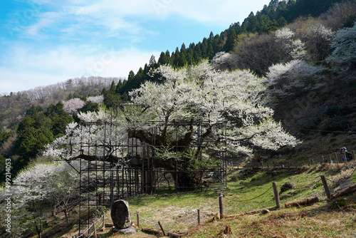 樽見の大桜は周囲の木々と花盛