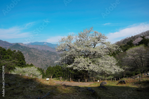 樽見の大桜が咲いて山は雪が消えた