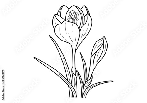 Crocus flowers comosition isolated on white background. Outline style. Beautiful blooming crocus sativus buds for greeting card, postcards, perfume or spa design or other use. Vector illustration. 