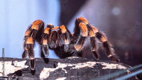 Fototapeta Naklejka Na Ścianę i Meble -  Spider tarantula with a beautiful color