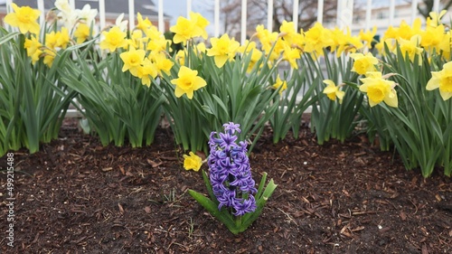 daffodils in spring
