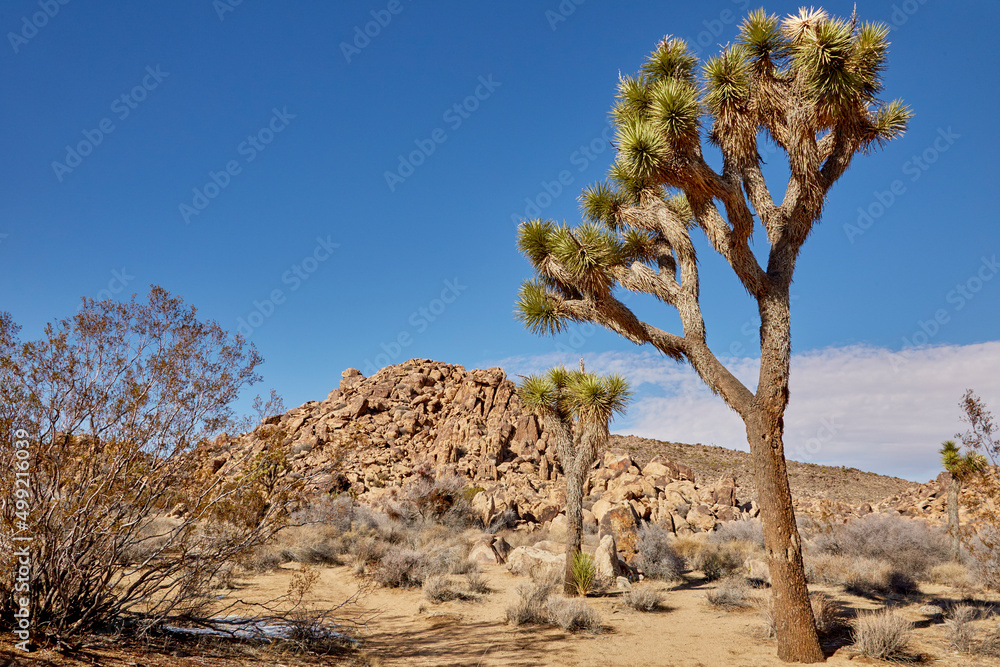 Joshua trees of California growing in the desert near Palm Springs CA on a blue sky winter day