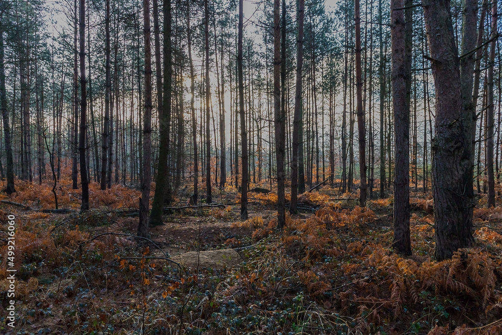 Fototapeta premium jesienny mglisty las