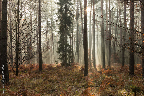 słoneczny jesienny las © © Jakacki