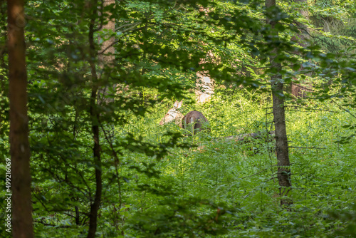 Fototapeta Naklejka Na Ścianę i Meble -  wiosenny piękny las i łania