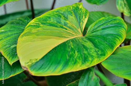 Homalomena Rubescens Mint leaf