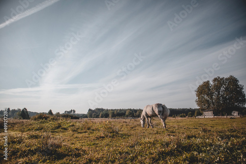 Beautiful white horse grazing on field in summer day
