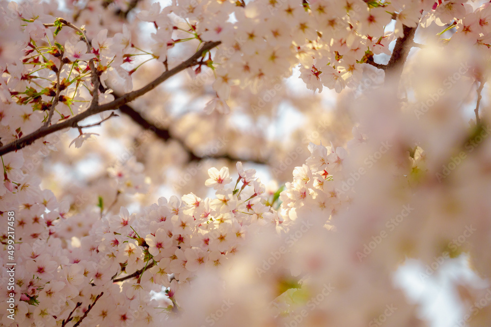봄을 알리다2, / 벚꽃,벚꽃나무 빨간벚꽃, 분홍벚꽃 /