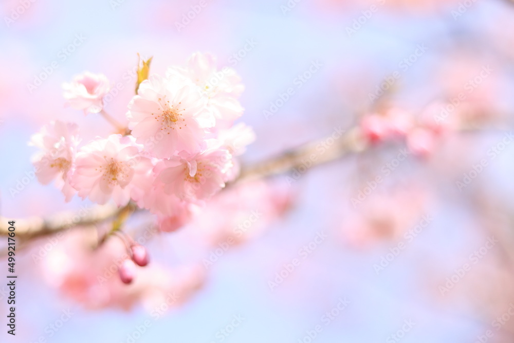満開の八重紅しだれ桜-のどかな春のイメージ