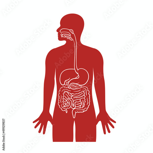 human digestive system, vector art.