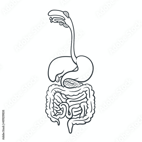 human digestive system  vector art.