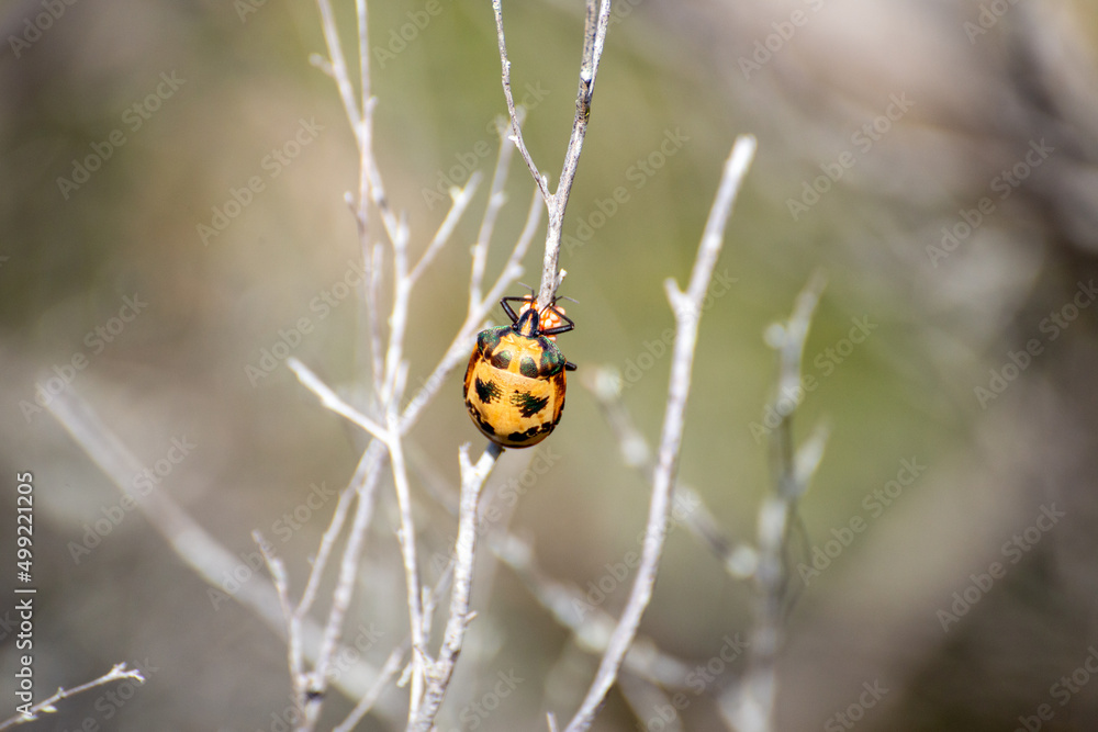 Colourful Orange and Green Bug on a Branch With Eggs Isolated Colourful Orange and Green Bug on a Branch With Eggs Isolated