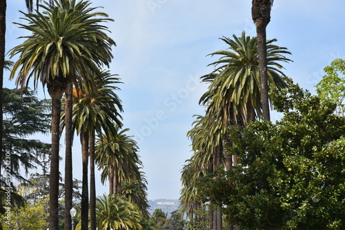 Palm Tree Street in Los Angeles CA