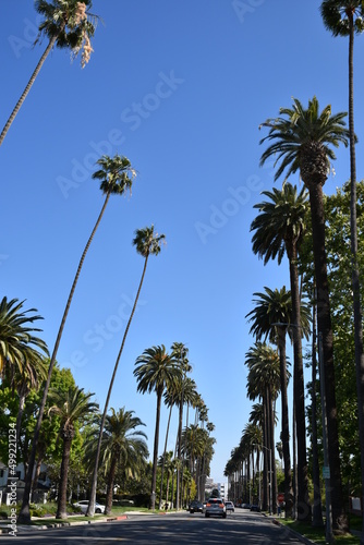 Palm Tree Street Los Angeles CA