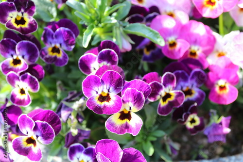 春の花 スミレの花壇 Spring flower violet