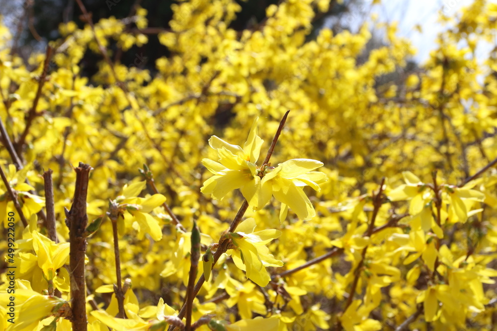 Obraz premium 210319緑の王国れんぎょう