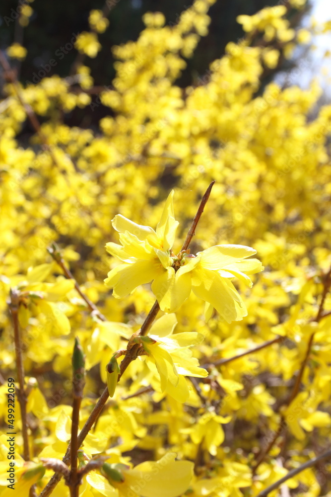 Obraz premium 春の黄色花レンギョウ
