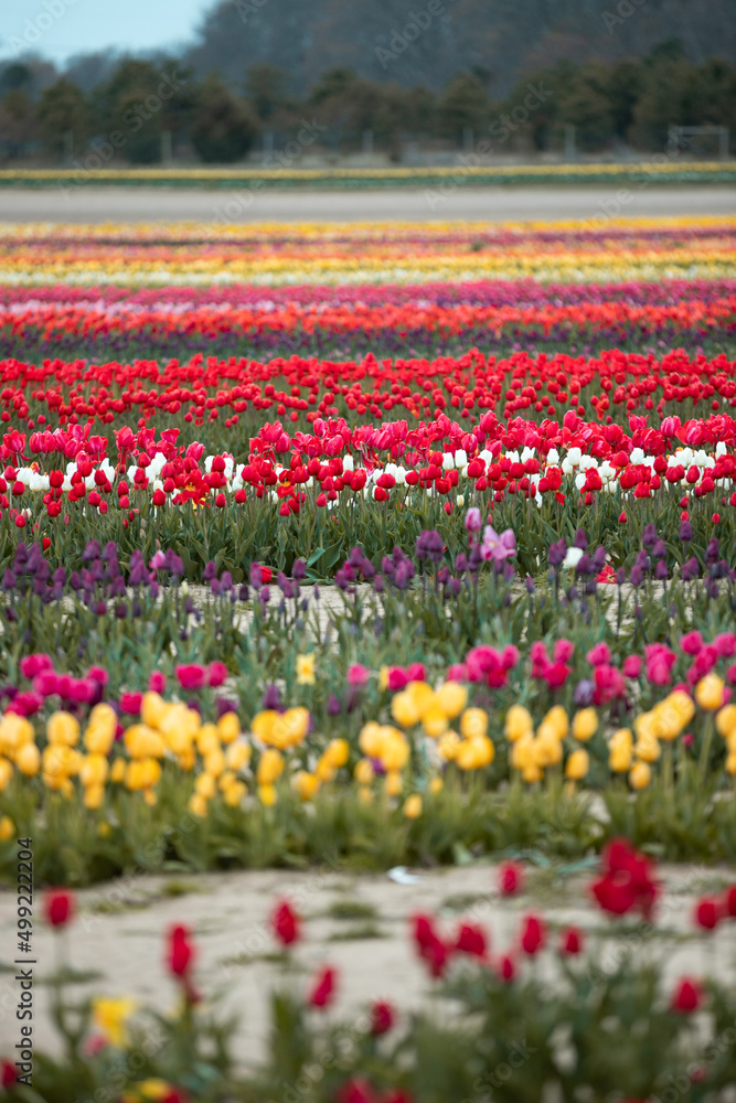 Rows of tulips in the spring